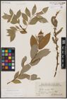 Foto von Salix caprea L. x Salix daphnoides Vill.